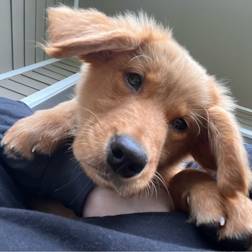 Meet your Posher, Abby